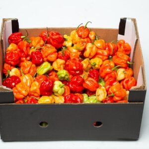 Hot Pepper Box (Rodo)