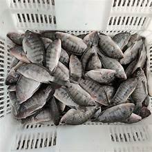 Frozen Tilapia Gutted 2000G
