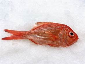 Redfish