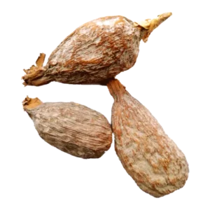 Alligator Pepper