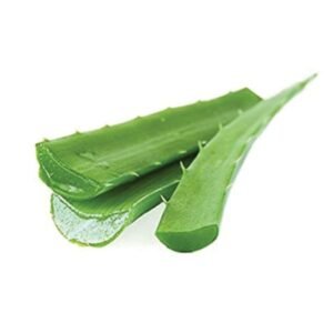 Fresh Aloe Vera
