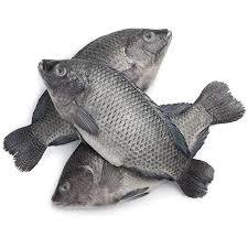 Frozen Tilapia Fish (300-500)