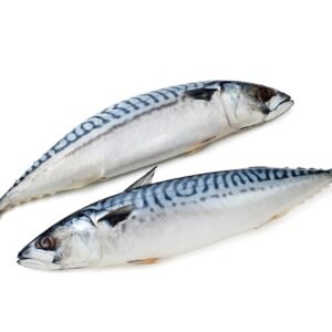 frozen-mackerel-fish