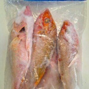 Red Snapper Denton Fish (Factory Cleaned)