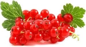 fresh-red-currant