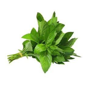 Fresh Mint Herbs