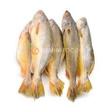 frozen-yellow-croaker-fish-300-500