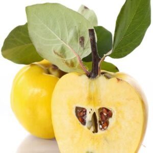 Golden Apple (Quince)